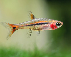 Rasbora/Boraras Urophthalmoides M