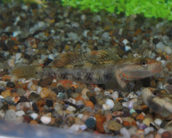 Rhinogobius Wui M