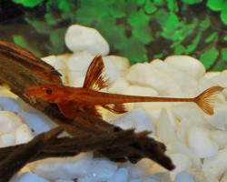 Rhinogobius Rubromaculatus M