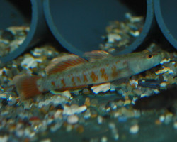 Rhinogobius Zhoui L