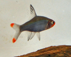 Sawbwa Resplendens L