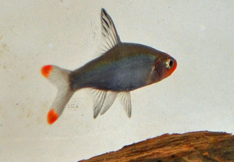 Sawbwa Resplendens L