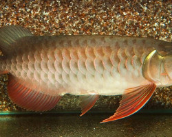 Scleropages Formosus Super Red 15-17Cm