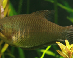 Sphaerichthys Acrostoma L