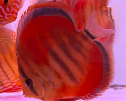 S. Discus Ica Red M/L