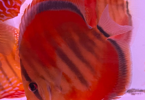 S. Discus Ica Red M/L