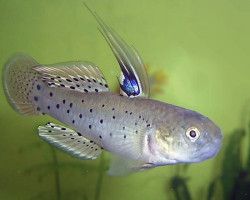 Stigmatogobius Sadanundio M