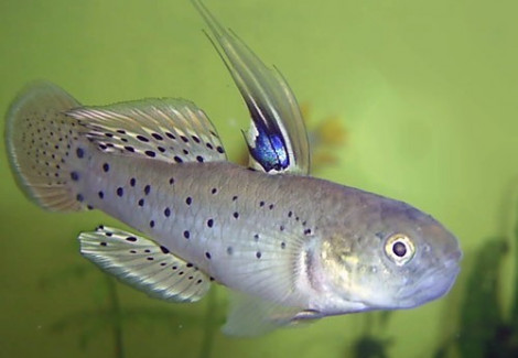 Stigmatogobius Sadanundio M