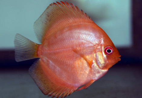 S. Aequifasciatus Marlboro Red S