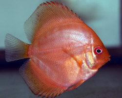 Discus Marlboro Red S/M