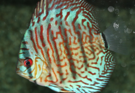 Discus Red-Turquoise S