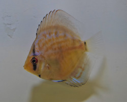 Discus Blue Turquoise  S/M