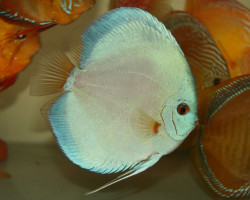 S. Aequifasciatus Blue Diamond S