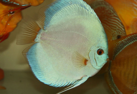 S. Aequifasciatus Blue Diamond S