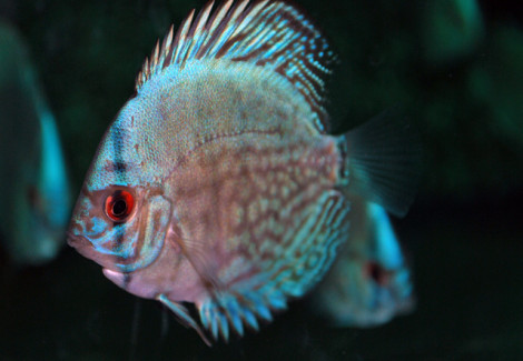 Discus Cobalt Blue S/M