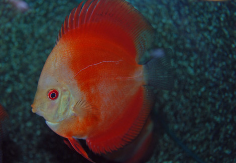 S. Aequifasciatus Red Melon M