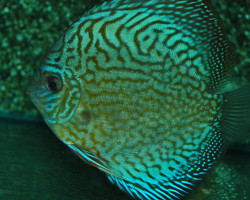 S. Aequifasciatus Brilliant Turquoise S