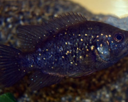 Paratilapia Polleni S