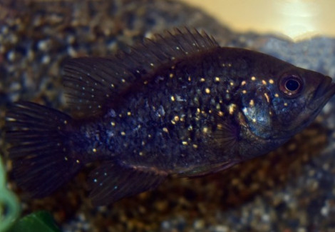 Paratilapia Polleni S