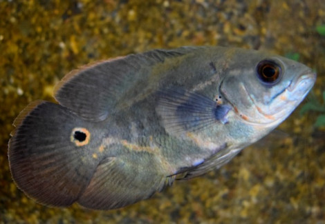 Astronotus Ocellatus M/L