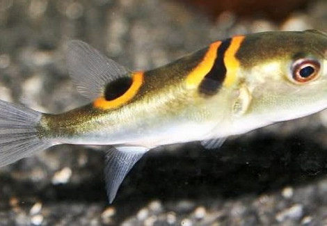 Takifugu Ocellatus M