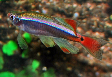 Tanichthys Albonubes Longfin M/L