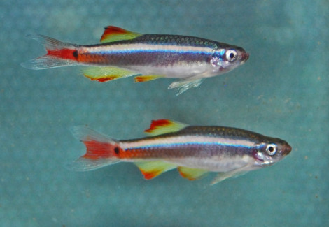 Tanichthys Lini M