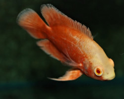 Astronotus Ocellatus Orange M/L