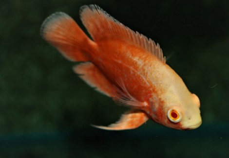 Astronotus Ocellatus Orange M/L