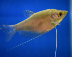 Trichopodus Microlepis M