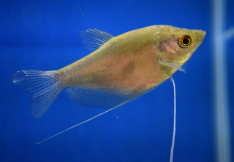 Trichopodus Microlepis M