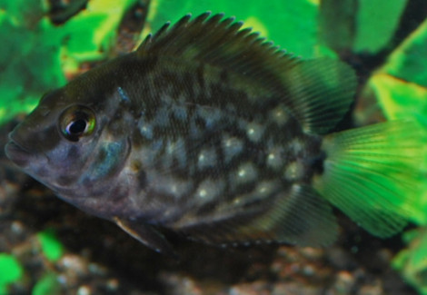 Uaru Amphiacanthoides S