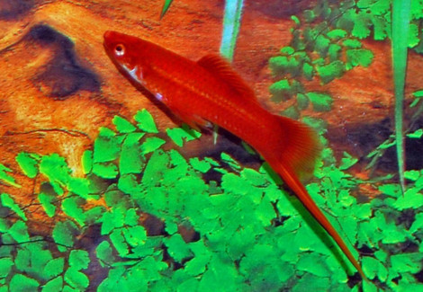 Xipho. Helleri Red Spotted M