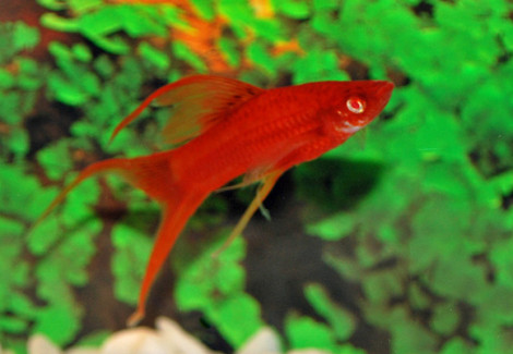 Xipho. Helleri Red Redeye S/M