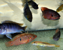 Cichlid Mix M