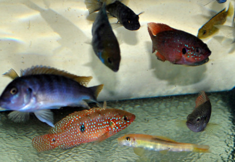 Cichlid Mix M/L