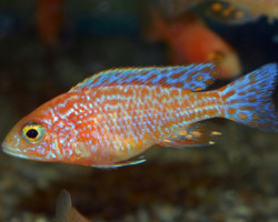 Aulonocara Fire Fish S