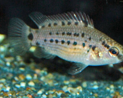 Badis Assamensis L