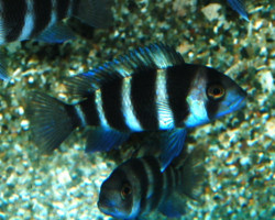 Cyphotilapia Frontosa S