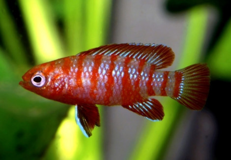 Badis Badis Bengalensis/Dario Dario M