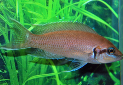 Lamprologus Brichardi S