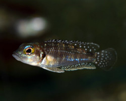 Lamprologus Meleagris M