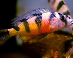 Haplochromis Latifasciatus M