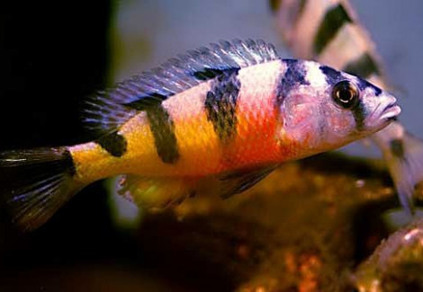 Haplochromis Latifasciatus M