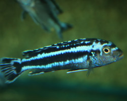 Melanochromis Cyaneorhabdos M