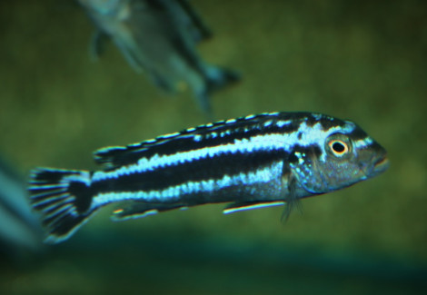 Melanochromis Cyaneorhabdos M