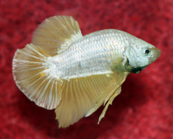 Betta Sp. Plakat Platinum Gold Maschio  L