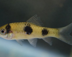 Barbus Fasciatus M