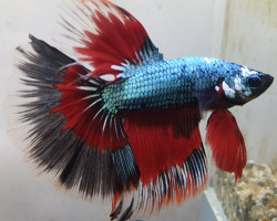 Betta Splendens Halfmoon Dragon Maschio L