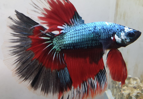 Betta Splendens Halfmoon Dragon Maschio L